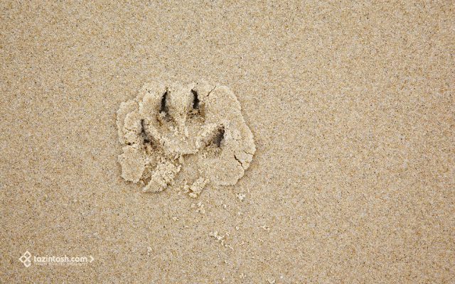 Wallpaper • Dog footprint