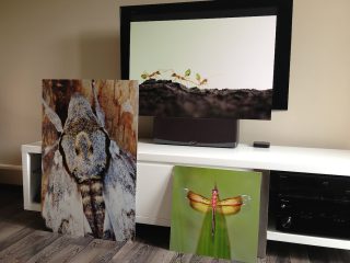 Exposition « Petits et Petits, les insectes » Médiathèque Jacques Duhamel 