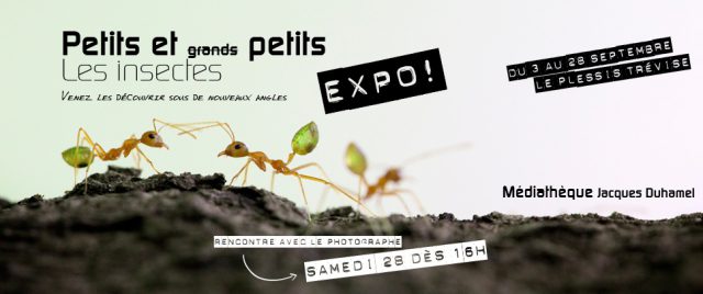 Exposition « Petits et Petits, les insectes »