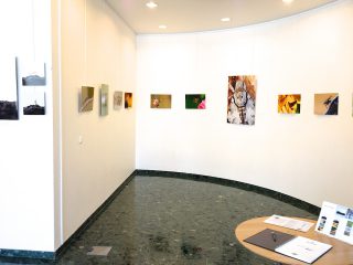 Exposition « Petits et Petits, les insectes » Médiathèque Jacques Duhamel 