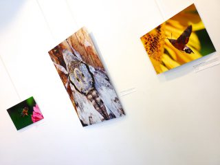 Exposition « Petits et Petits, les insectes » Médiathèque Jacques Duhamel 