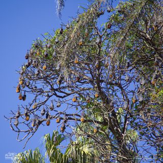 Roussette à tête grise - Pteropus poliocephalus 