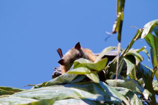 Roussette à tête grise - Pteropus poliocephalus 