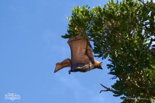 Roussette à tête grise - Pteropus poliocephalus 