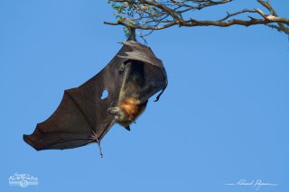 Roussette à tête grise - Pteropus poliocephalus 