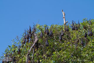 Roussette à tête grise - Pteropus poliocephalus 