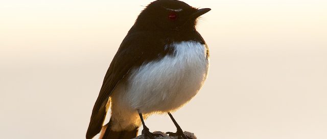 Willie wagtail / Rhipidura leucophrys