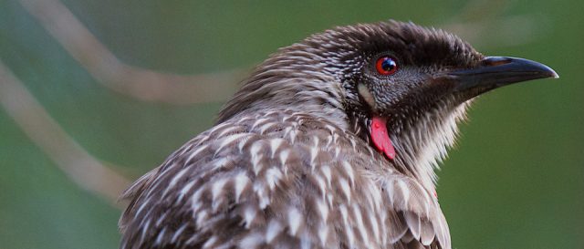Red wattlebird / Anthochaera carunculata