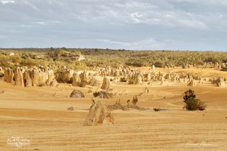 Désert des Pinacles Désert des Pinacles