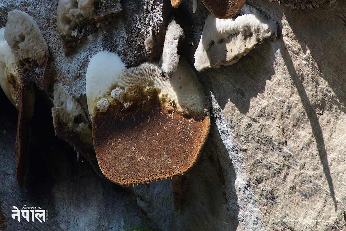 Canon EF 100-400mm ƒ/4.5-5.6L IS USM @400 mm (640 mm sur 7D) •  Crop