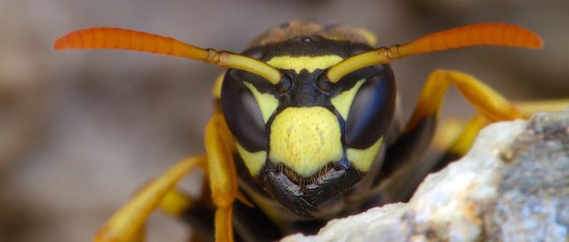 European paper wasp / Polistes dominula