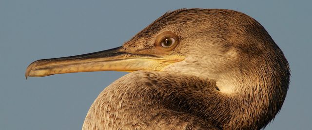 Cormoran huppé / Phalacrocorax aristotelis