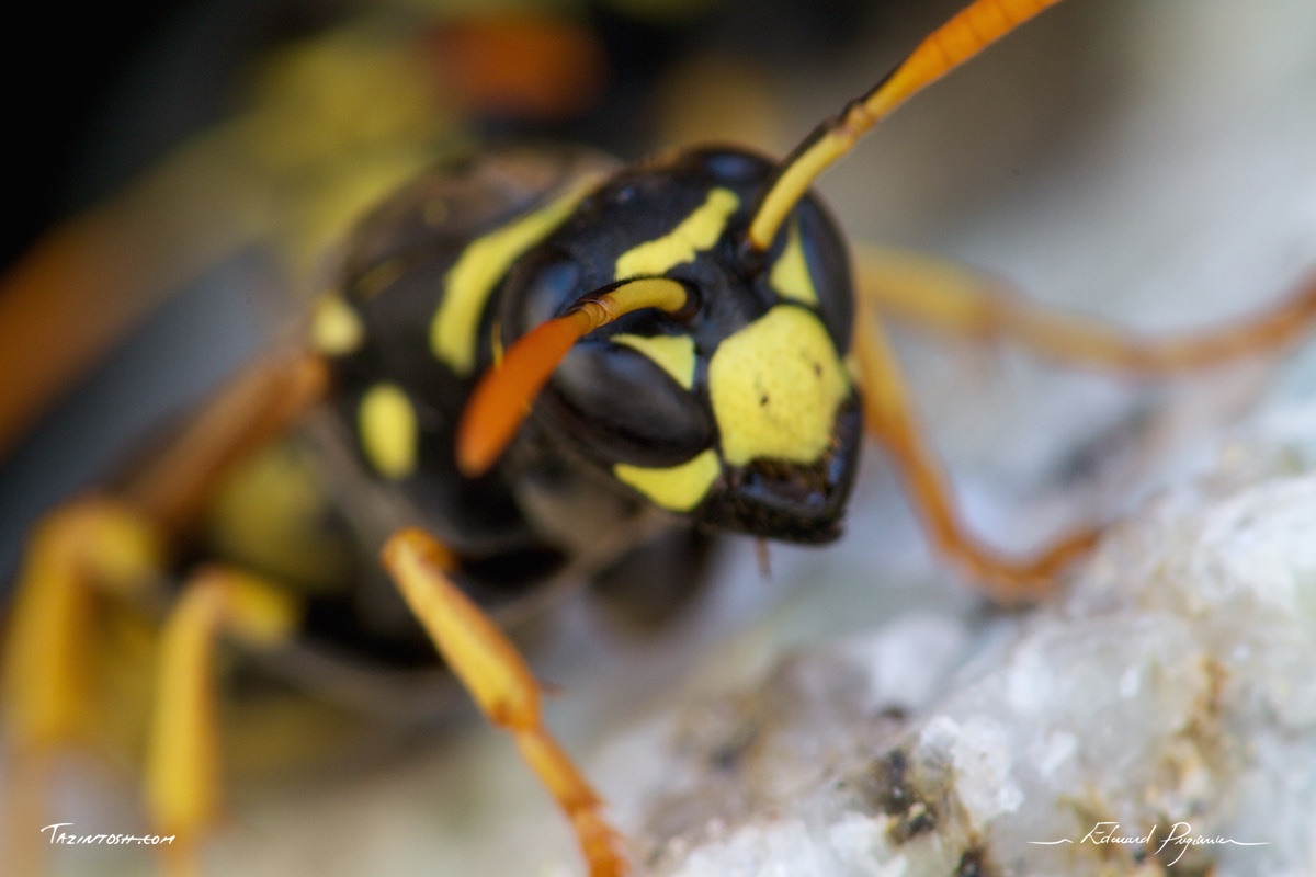 Guêpe poliste - Polistes dominula | European paper wasp