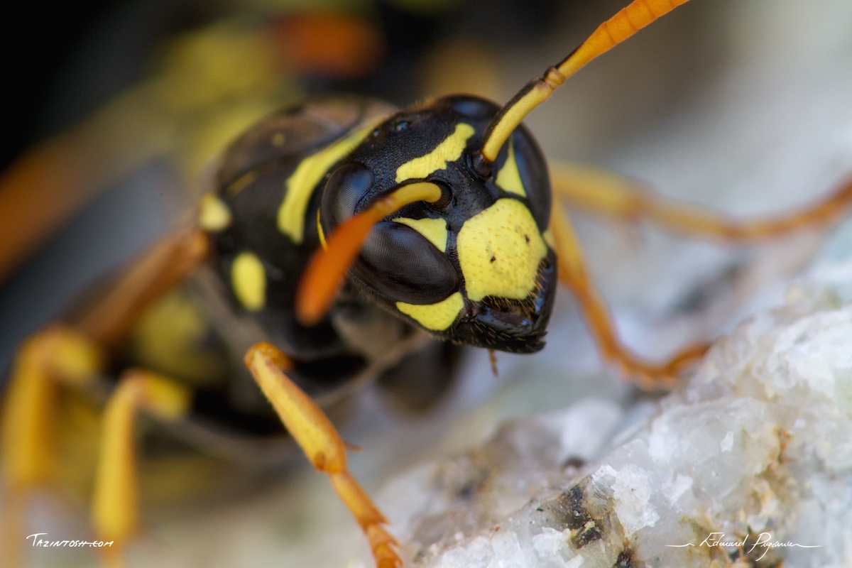 Guêpe poliste - Polistes dominula | European paper wasp