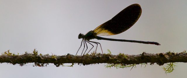 Demoiselle