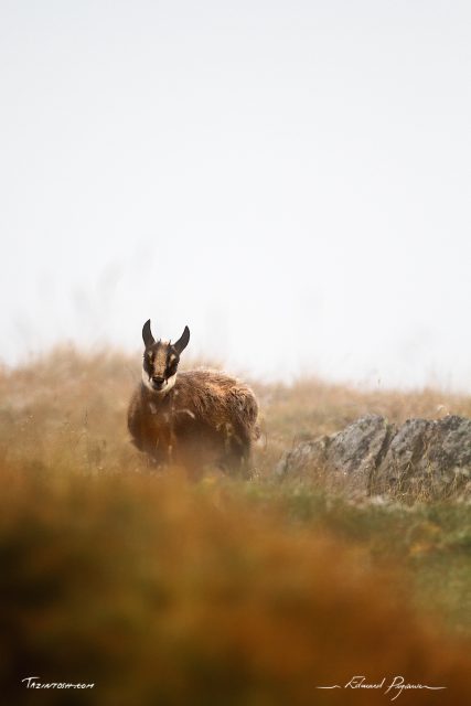 Chamois / Rupicapra rupicapra Chamois / Rupicapra rupicapra