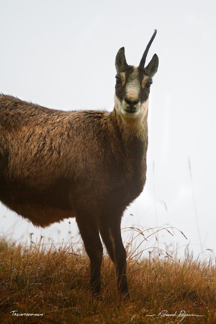 Chamois / Rupicapra rupicapra Chamois / Rupicapra rupicapra