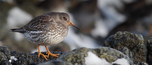 Purple Sandpiper / Calidris maritima