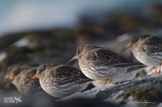 Bécasseau violet - Calidris maritima Bécasseau violet / Calidris maritima
