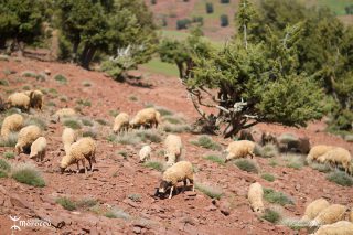 Malika, bergère Malika, bergère