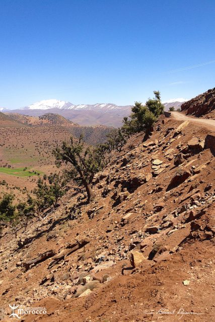 Malika, bergère Malika, bergère