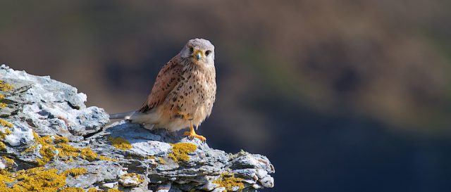 Common kestrel / Falco tinnunculus