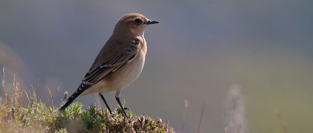 Northern wheatear / Oenanthe oenanthe