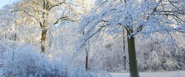 White Nature