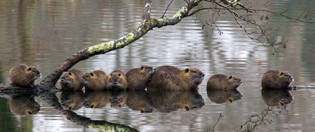 Myocastor coypus | Coypu | Ragondin | Castor des marais