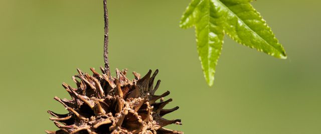 Copalme d'Amérique - Liquidambar styraciflua