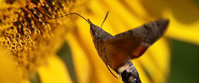 Moro sphinx | Macroglossum stellatarum | Hummingbird | Hawkmoth