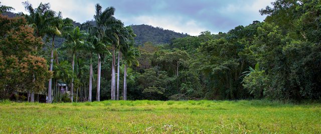 « Bienvenue dans la jungle »