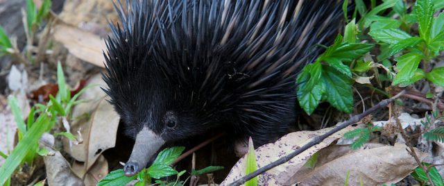 Échidné australien / Tachyglossus aculeatus