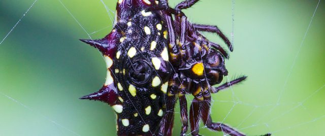 Gasteracantha fornicata