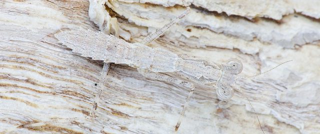 Mante religieuse, Gyromantis Amorphoscelidae