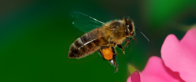Flying bee