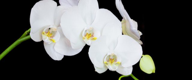 Phalaenopsis blanche | Phalaenopsis Classic White Hybrid