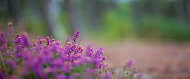 Pleasure by the Bokeh
