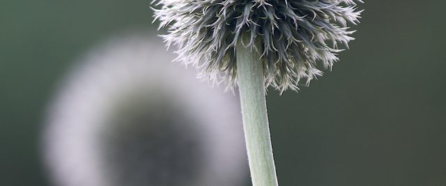 Echinops ritro