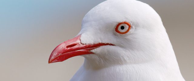 Silver Gull | Chroicocephalus novaehollandiae