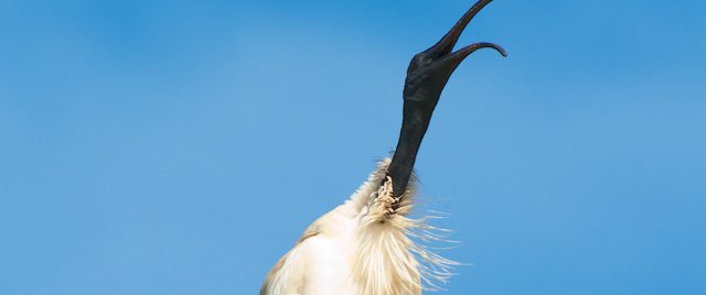 Ibis à cou noir | Threskiornis molucca