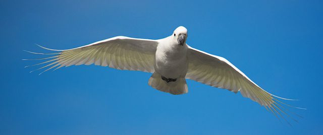 Cacatoès à huppe jaune / Cacatua galerita