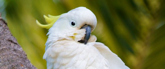 Cacatoès à huppe jaune