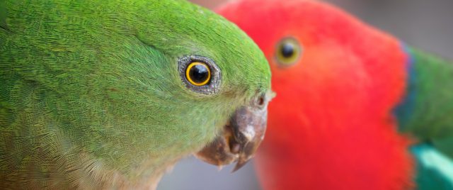 Australian King Parrot | Alisterus scapulari • Male and female