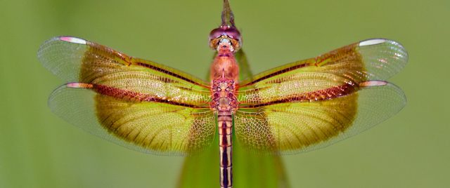 Neurothemis stigmatizans - Libellule @640mm