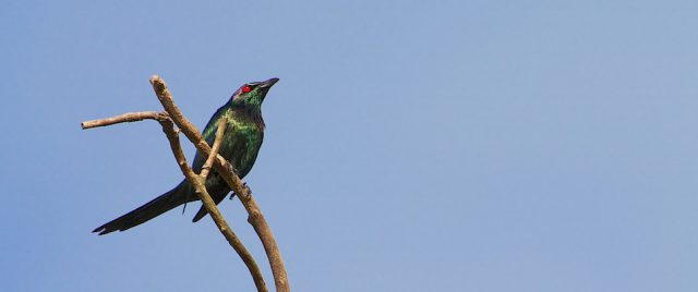 Stourne luisant / Aplonis metallica