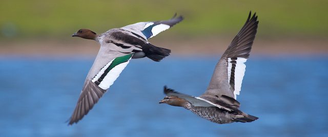 Canard à crinière / Chenonetta jubata