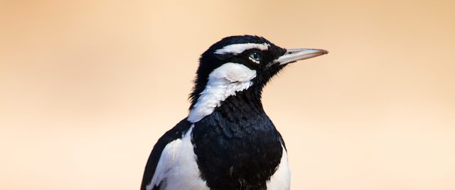 Gralline pie / Grallina cyanoleuca