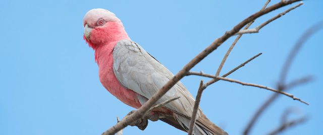 Cacatoès rosalbin / Eolophus roseicapilla