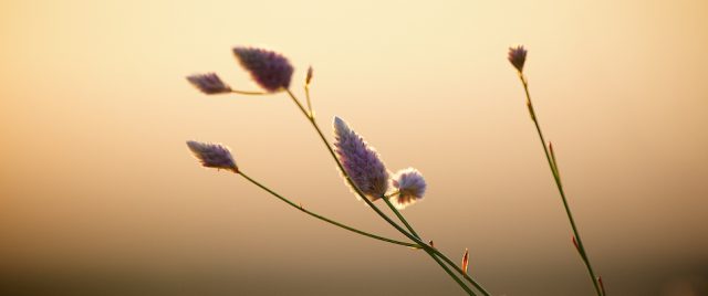 Douceur matinale en Ozi